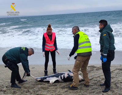 La Guardia Civil auxilia a Equinac en el varamiento de dos delfines listados en las costas de Almera