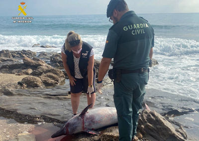 Un delfn listado de dos metros de envergadura queda varado en la costa de Garrucha