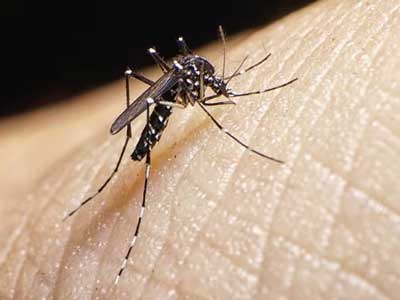 El Ejido decidido a controlar mosquitos y moscas