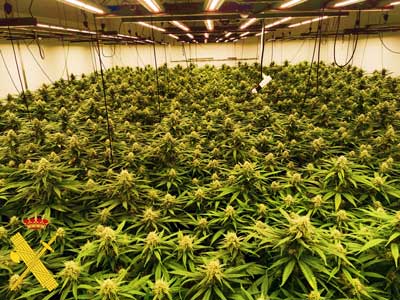 La Guardia Civil interviene 2.248 plantas de marihuana en La Puebla de Vcar y detiene a sus tres responsables 