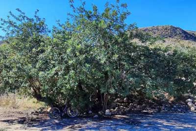 La UAL arranca un proyecto que pretende poner en valor el algarrobo para mitigar los efectos del cambio climtico