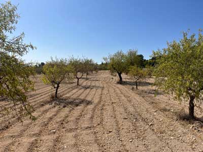 Noticia de Almera 24h: COAG Almera exige medidas urgentes para rescatar a las explotaciones agrarias devastadas por la sequa