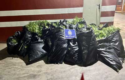 La Polica Local intercepta una furgoneta en El Puche con 8 kilos de marihuana en 22 bolsas tras una persecucin por varias calles