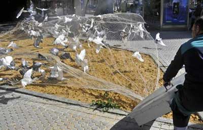 PACMA rechaza la captura de palomas mediante redes en Almera