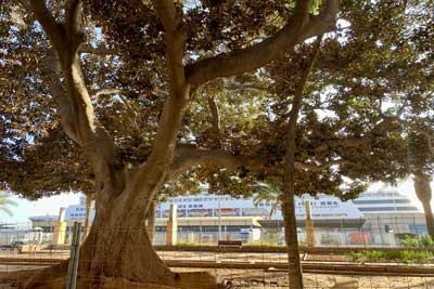 Salvar uno de los ficus monumentales del Parque Nicols Salmern. Una sustentacin “dinmica y a medida”