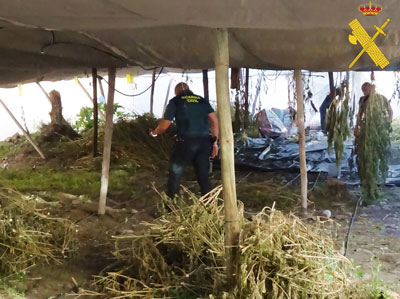 La Guardia Civil interviene 1.290 plantas de marihuana en Grgal ocultas entre olivares y detiene al responsable 