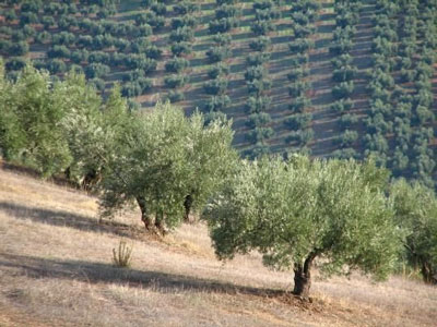 La uberizacin del olivar espaol: ZOOM en Andaluca