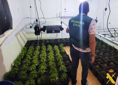 Noticia de Almera 24h: La operacin ‘Gallag’ se salda con la detencin de una mujer de 44 aos por el cultivo de 390 plantas de marihuana