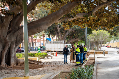 Noticia de Almera 24h: Concluyen los trabajos tcnicos para salvar el ficus centenario afectado por una fisura en una rama que pesa dos toneladas   