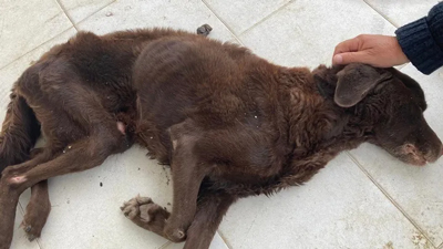 Un refugio animal de Mojcar lanza un crowdfunding para tratar a un perro viejo que fue abandonado en la Cruz Roja en estado grave