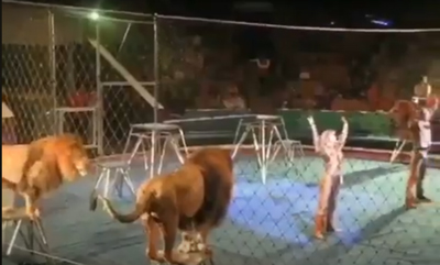 Leones atacan al domador en un Circo Podra pasar esto en Espaa?