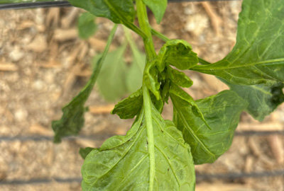 Noticia de Almera 24h: COAG pide al consejero de Agricultura medidas ms contundentes ante la grave crisis sanitaria del sector hortofrutcola