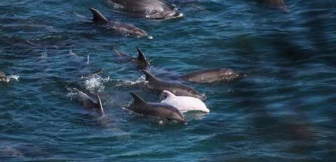 Delfines de Taiji asesinados, por qu?