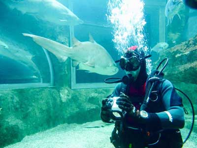 Bisbal recomienda baarse con tiburones en el Aquarium de Roquetas