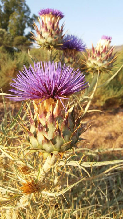 El Jardn Botnico El Albardinal elige a la alcachofera silvestre planta del mes 