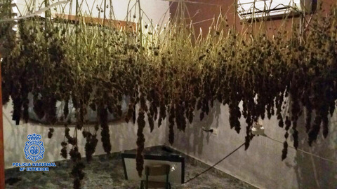 Incautadas 152 plantas de marihuana en una vivienda dplex que era utilizada como laboratorio
