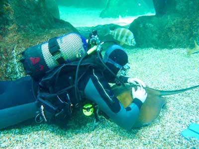 Bisbal recomienda baarse con tiburones en el Aquarium de Roquetas